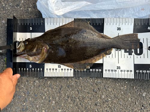 ヒラメの釣果