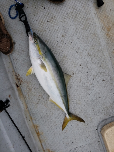 メジロの釣果