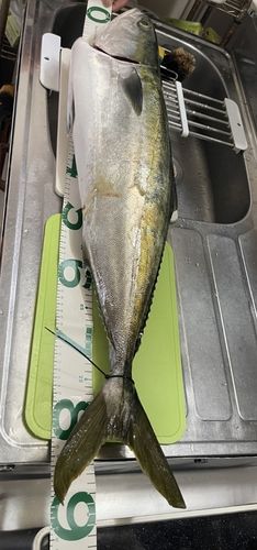 ブリの釣果