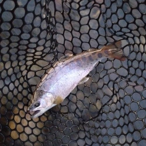 ヤマメの釣果