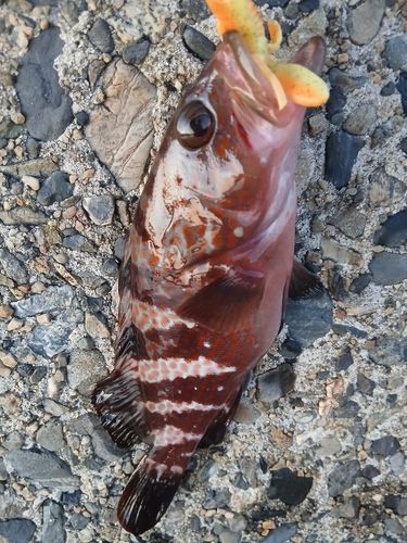キジハタの釣果