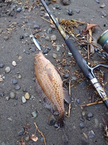 オオモンハタの釣果