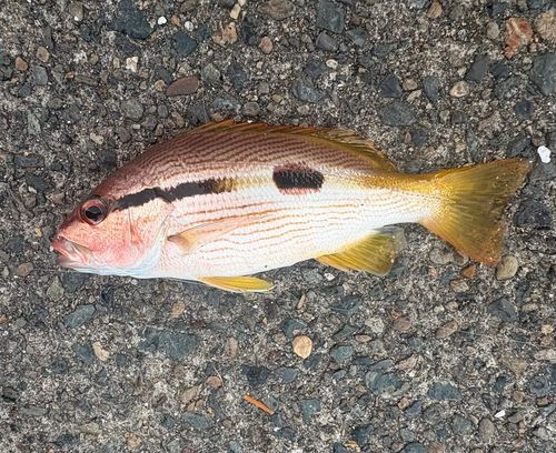 ヨコスジフエダイの釣果