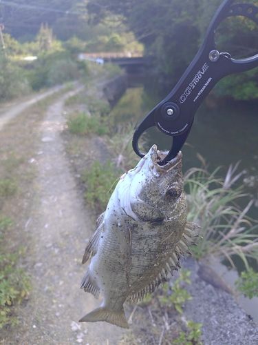 ミナミクロダイの釣果