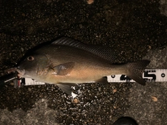 コロダイの釣果