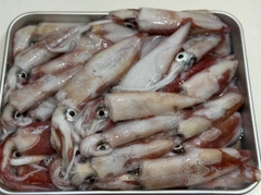 ケンサキイカの釣果