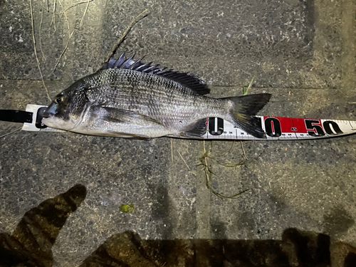 クロダイの釣果