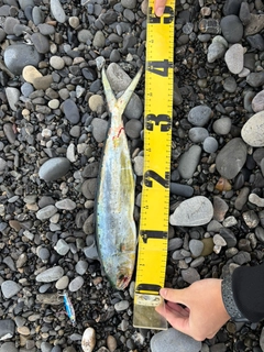 シイラの釣果