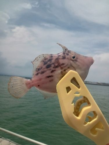 カワハギの釣果