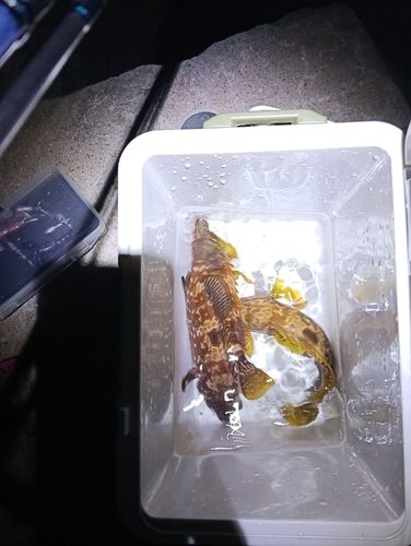 キジハタの釣果