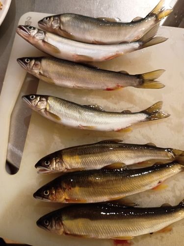 アユの釣果