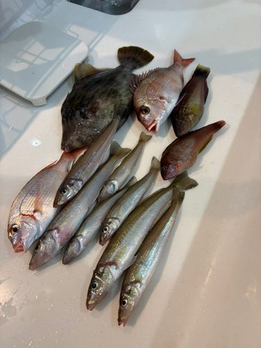 キスの釣果