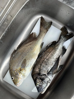 コロダイの釣果