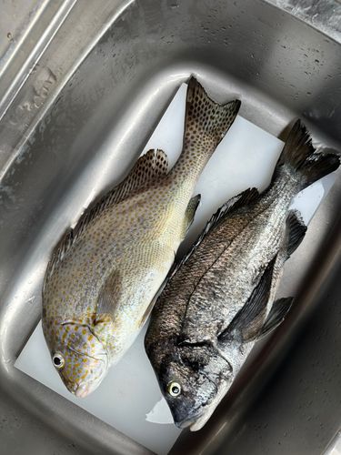 コロダイの釣果