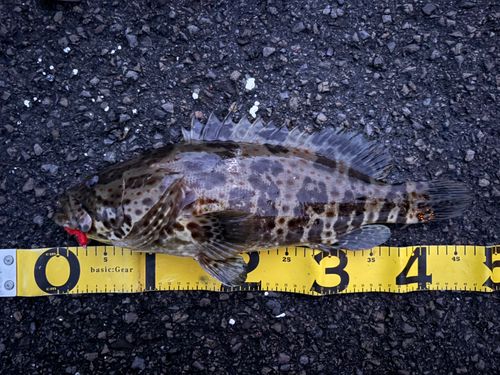 チャイロマルハタの釣果