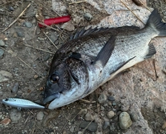 チヌの釣果