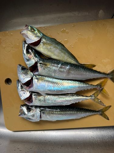 フクラギの釣果