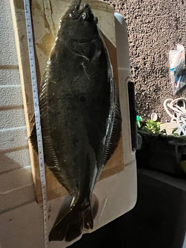 ヒラメの釣果