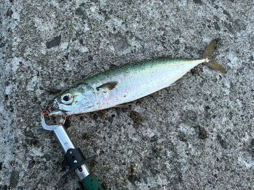 サバの釣果