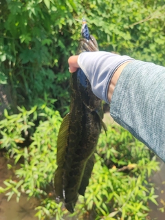 ライギョの釣果