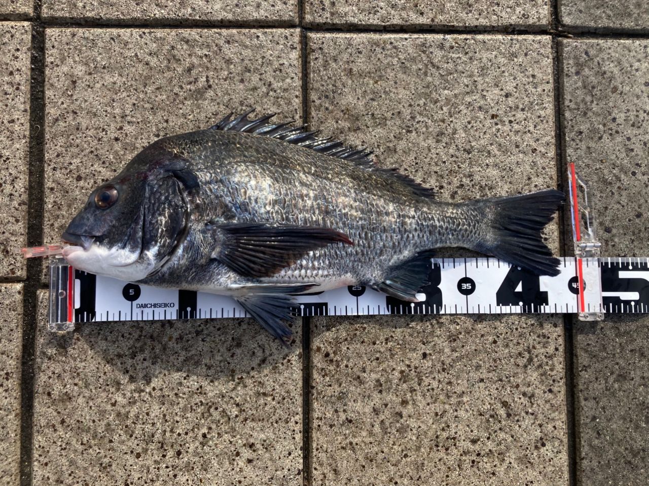 SHIMANO 20ツインパワー 2500SHGの最安値・インプレ・釣果 | 本音の