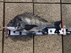 チヌの釣果