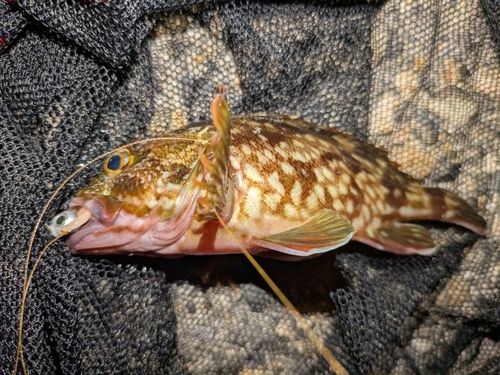 カサゴの釣果