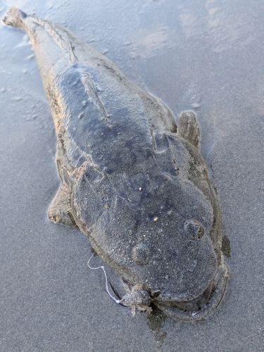 マゴチの釣果