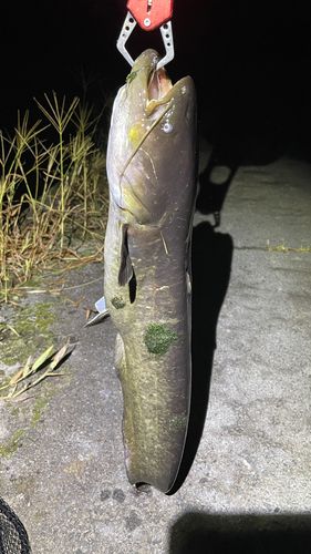 ナマズの釣果