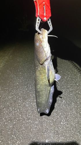 ナマズの釣果