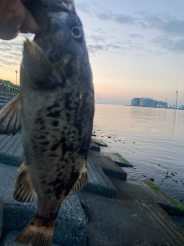 クロソイの釣果