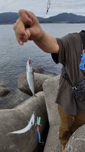 サバの釣果
