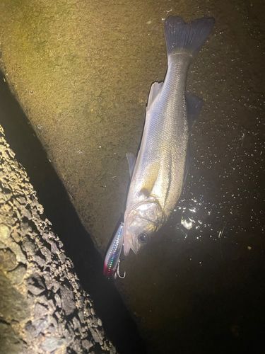 フッコ（ヒラスズキ）の釣果
