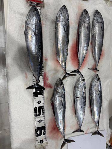 ソウダガツオの釣果