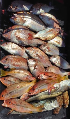 マダイの釣果