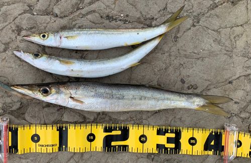 アカカマスの釣果