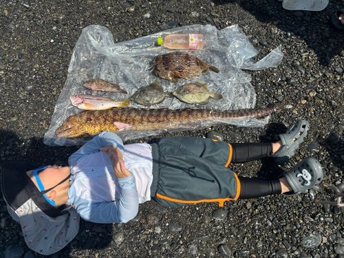 ヨコスジフエダイの釣果