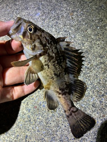 ソイの釣果