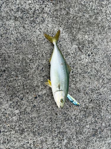 ワカシの釣果