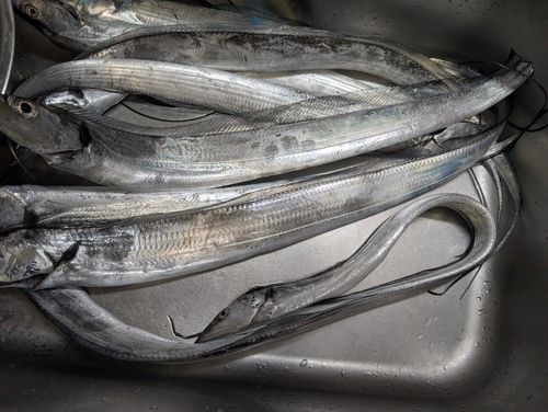 タチウオの釣果
