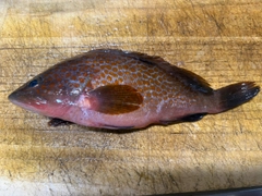 アコウの釣果