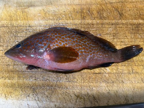 アコウの釣果
