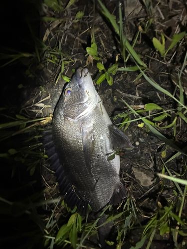 チヌの釣果