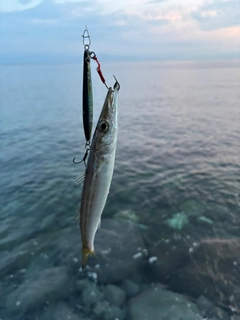 ヤマトカマスの釣果