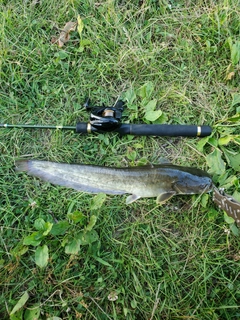 ナマズの釣果