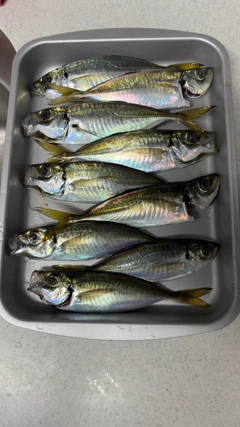 アジの釣果