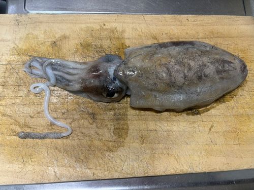 イカの釣果