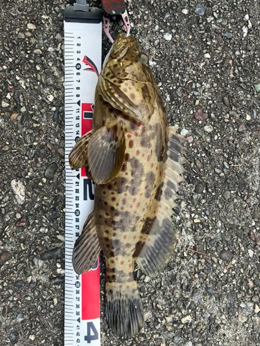 チャイロマルハタの釣果
