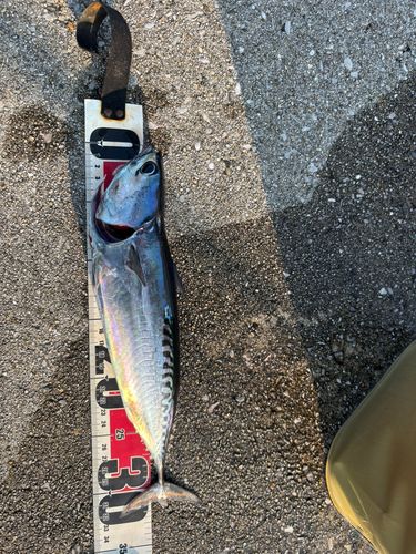 メジカの釣果