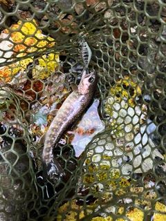 イワナの釣果